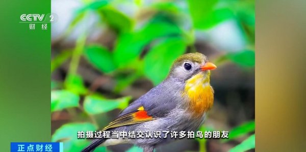 钱龙配资 “观鸟”“拍鸟”受青睐 热门摄影器材销量攀升